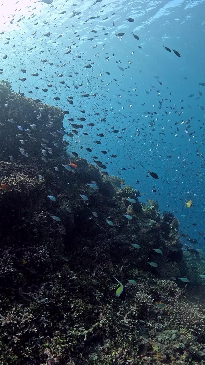 巴厘岛珊瑚礁的海洋生物视频素材