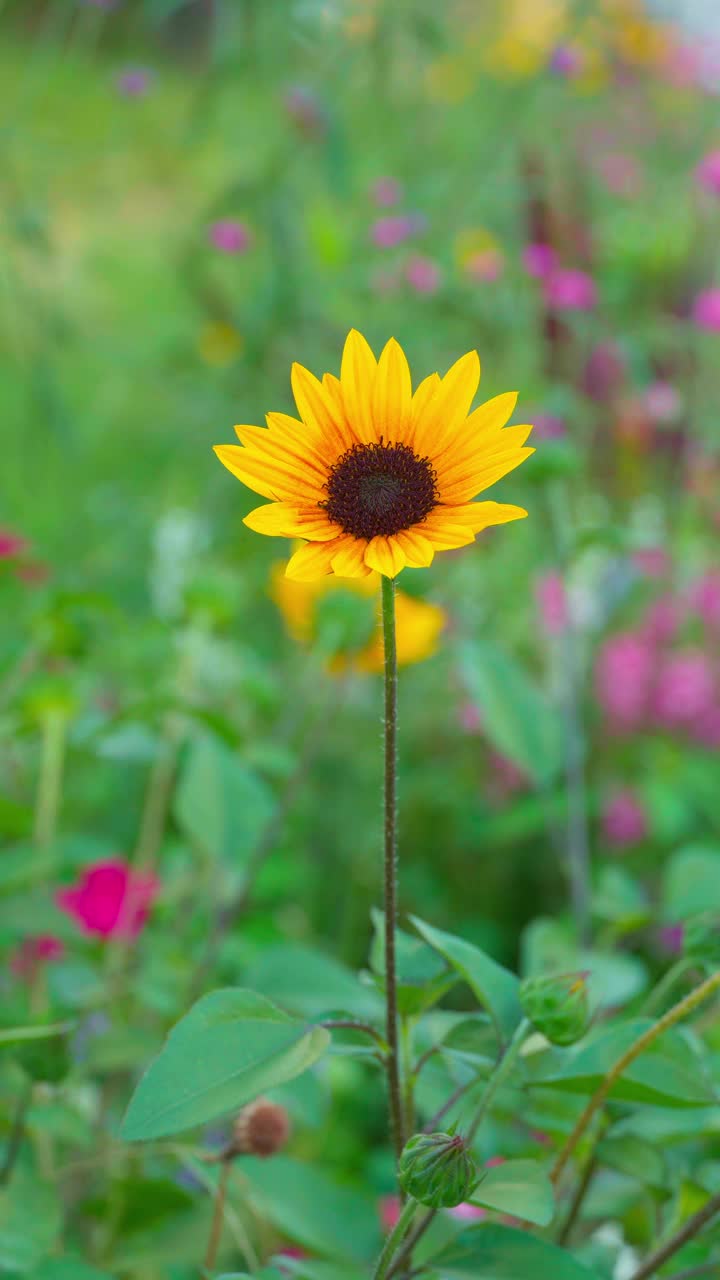 垂直视频，黄花，自然夏天的背景，黄花在自然视频素材