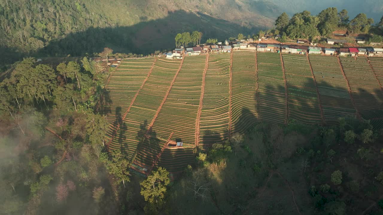 视频鸟瞰无人机4k。草莓农场和人民的房子与日出在泰国清迈的Doi Angkhang山清晨的雾海和雄伟的天空。视频素材