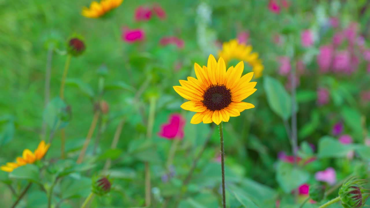 黄色的花，自然夏天的背景，黄色的花在自然视频素材