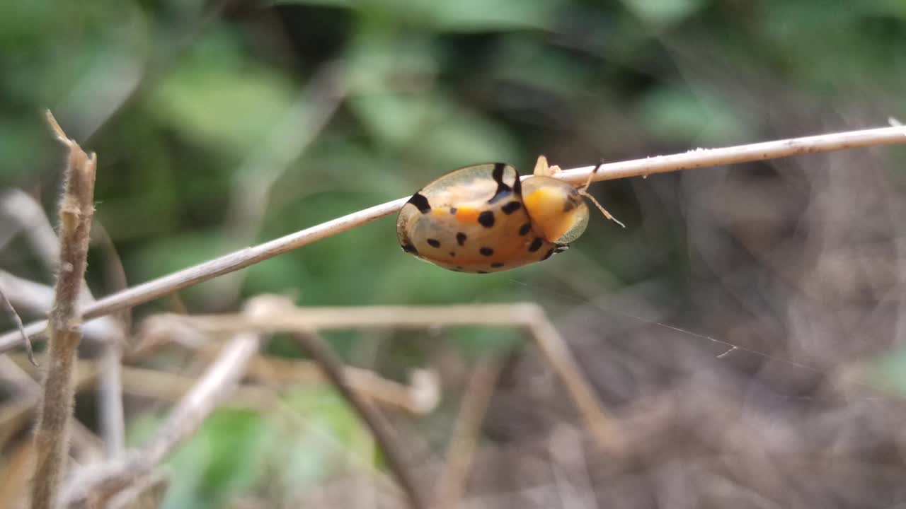 Aspidimorpha miliaris视频素材