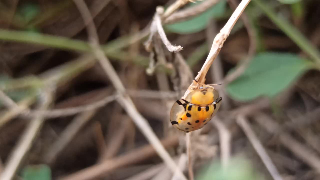 Aspidimorpha miliaris视频素材