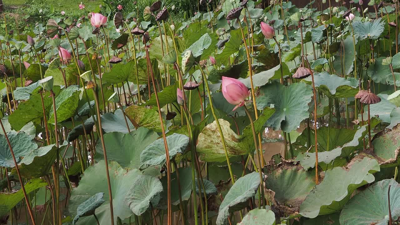 池塘里开着鲜红的荷花视频下载