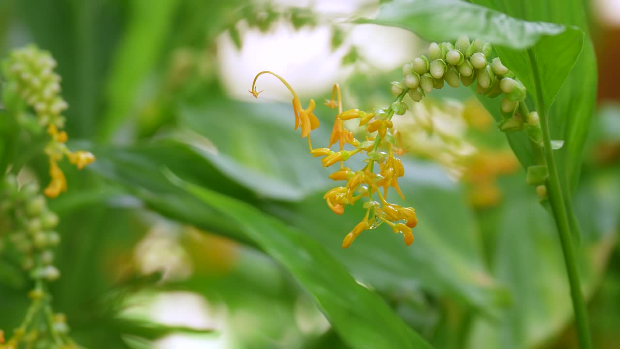 五颜六色的黄色野姜花。视频下载