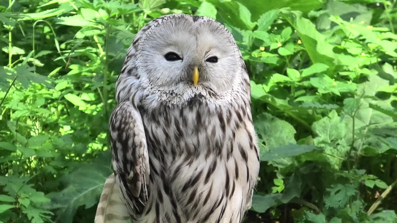 夏季森林中的乌拉尔猫头鹰(Strix uralensis)视频素材