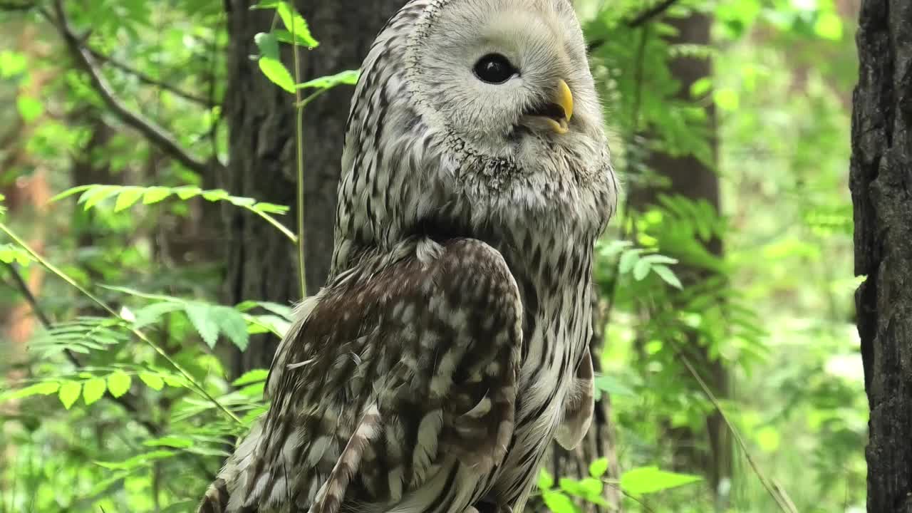 夏季森林中的乌拉尔猫头鹰(Strix uralensis)视频素材