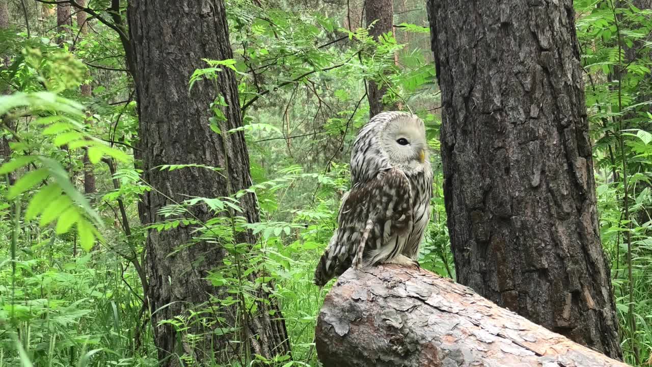 夏季森林中的乌拉尔猫头鹰(Strix uralensis)视频素材