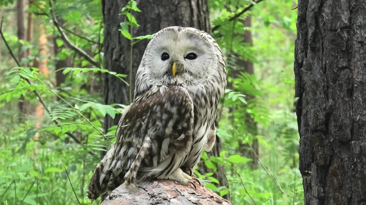 夏季森林中的乌拉尔猫头鹰(Strix uralensis)视频素材