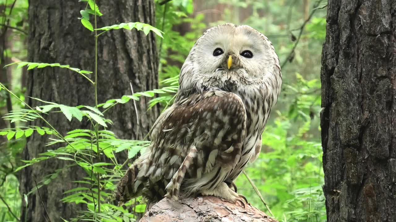 夏季森林中的乌拉尔猫头鹰(Strix uralensis)视频素材