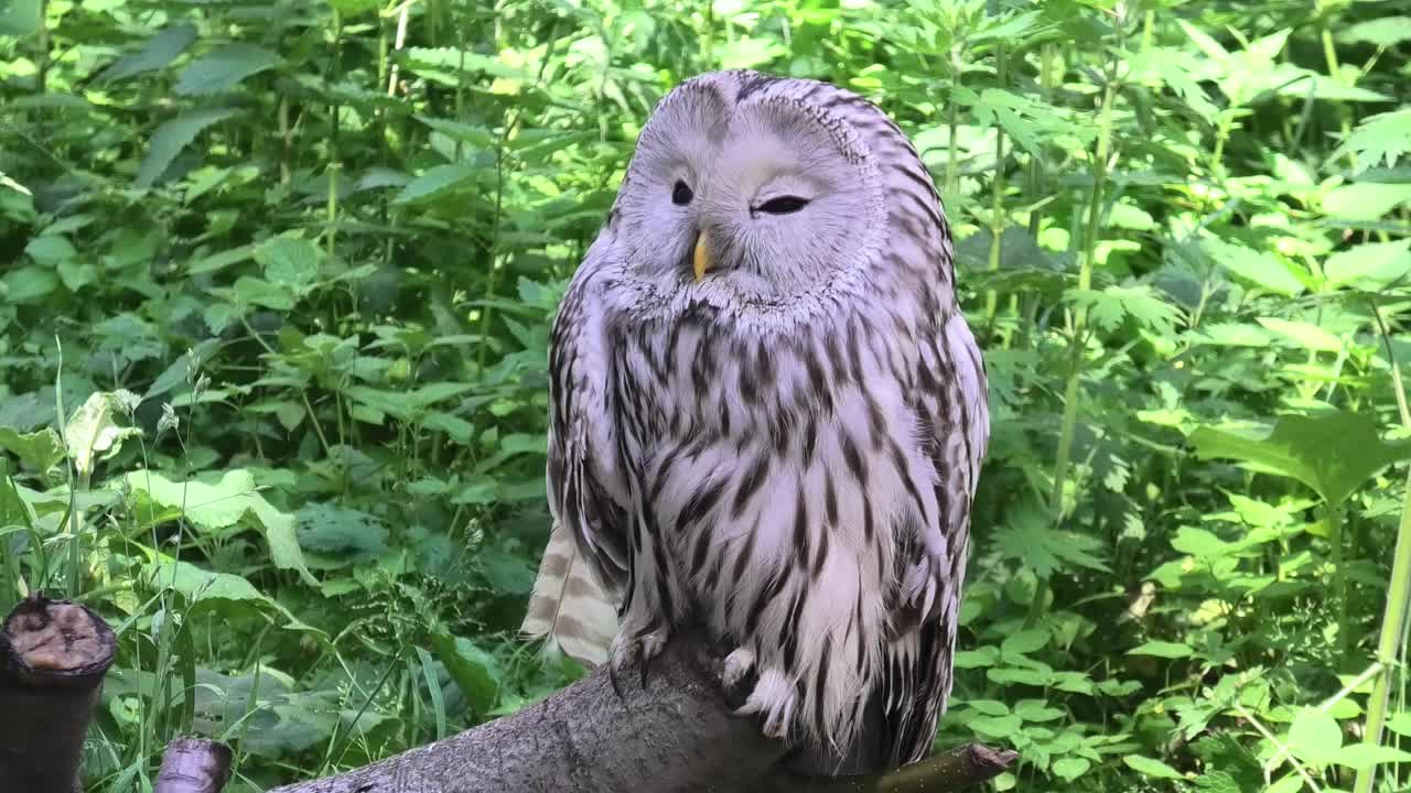 夏季森林中的乌拉尔猫头鹰(Strix uralensis)视频下载