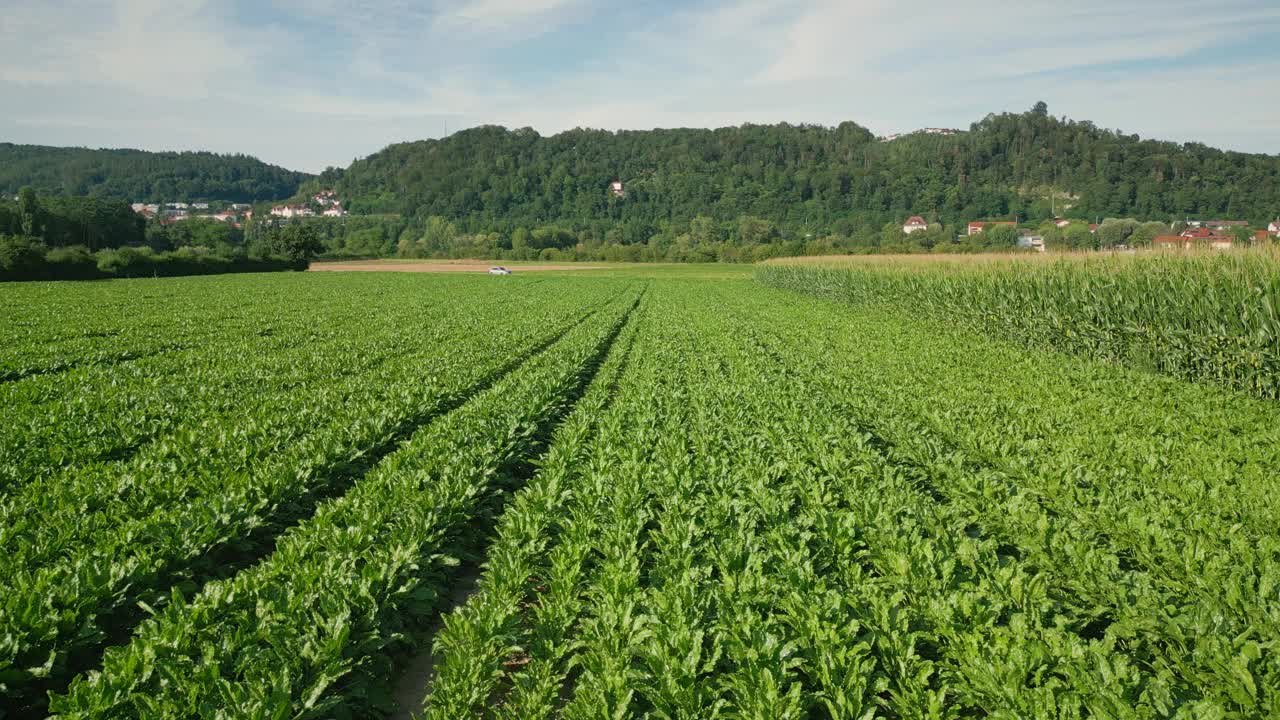 阳光明媚的夏日里的玉米地。飞过成熟的玉米植株视频素材