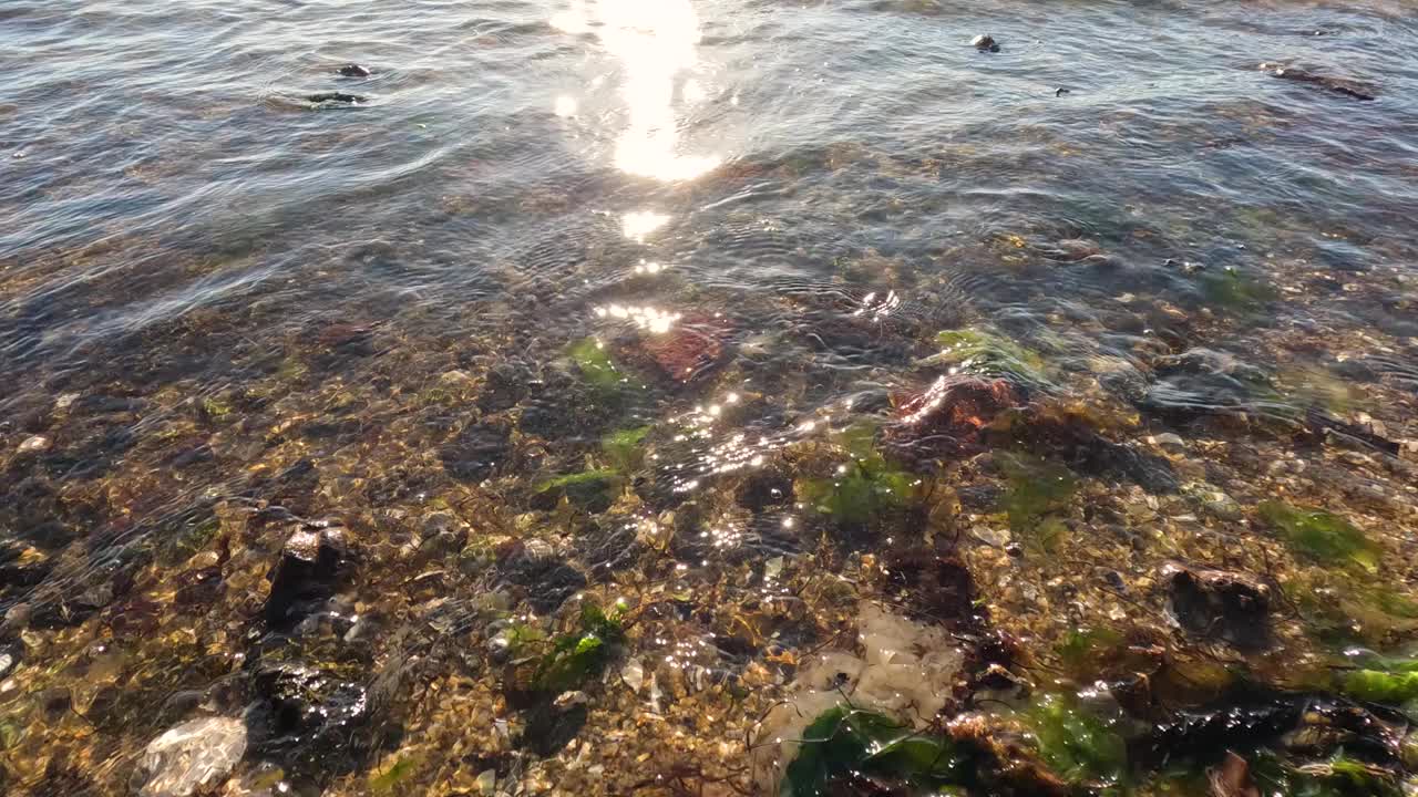 布莱顿海滩的海浪和海藻视频下载