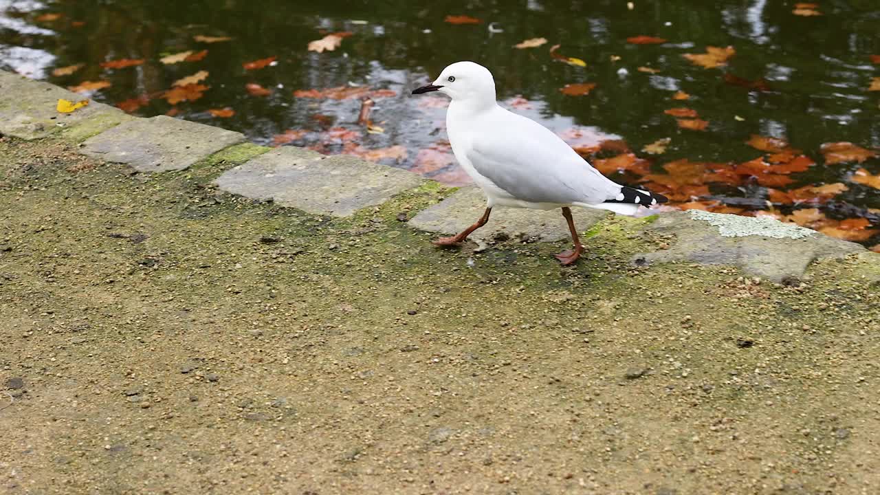 水边的红嘴鸥视频下载