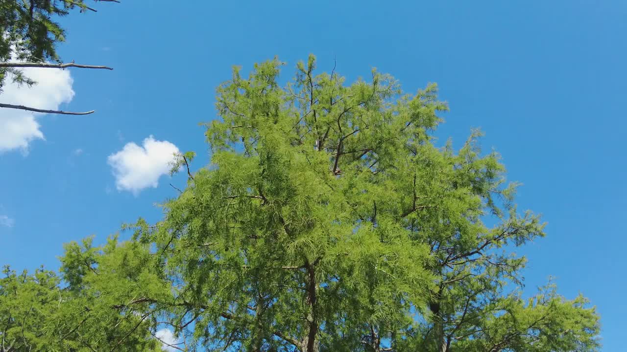 夏日午后，一家人在风景秀丽的湖上划船视频下载