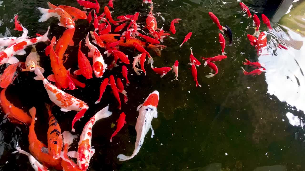 五颜六色的锦鲤在花园的池塘里游泳视频下载