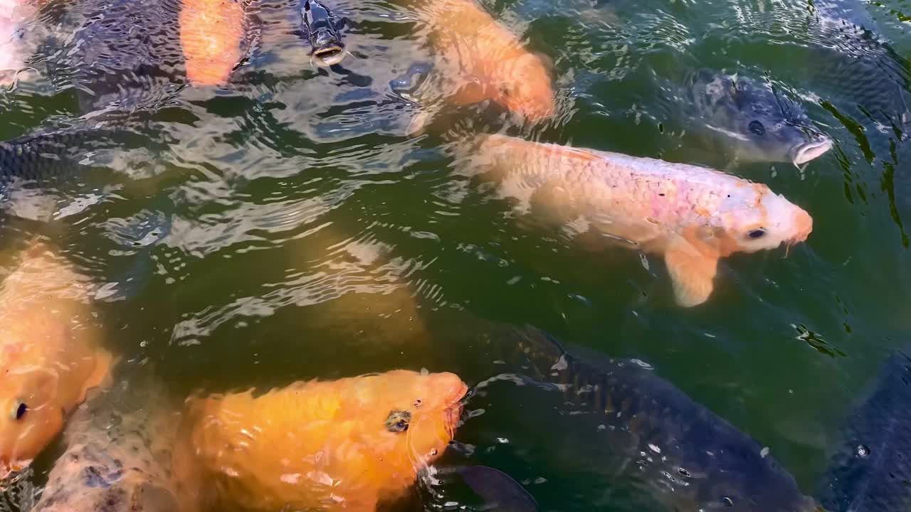 五颜六色的锦鲤在花园的池塘里游泳视频素材