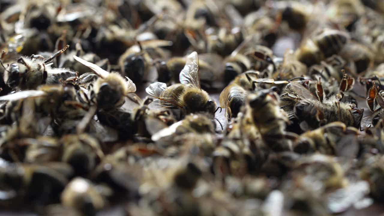 蜂房里有很多死蜜蜂，特写。蜂群衰竭失调视频下载