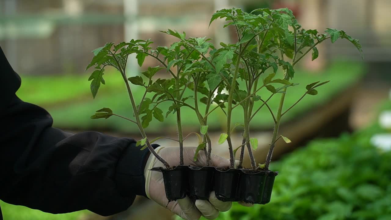 用剪刀修剪番茄幼苗视频素材