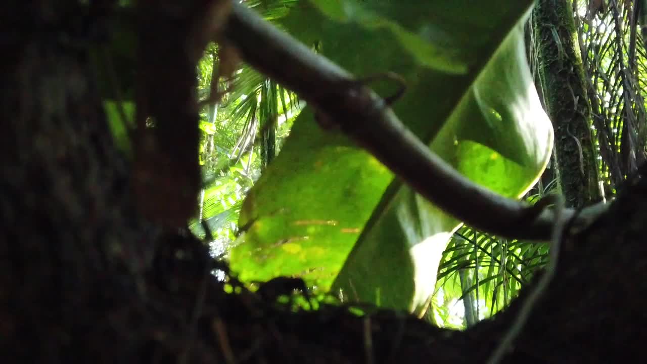 大西洋森林，热带森林生物群系视频素材