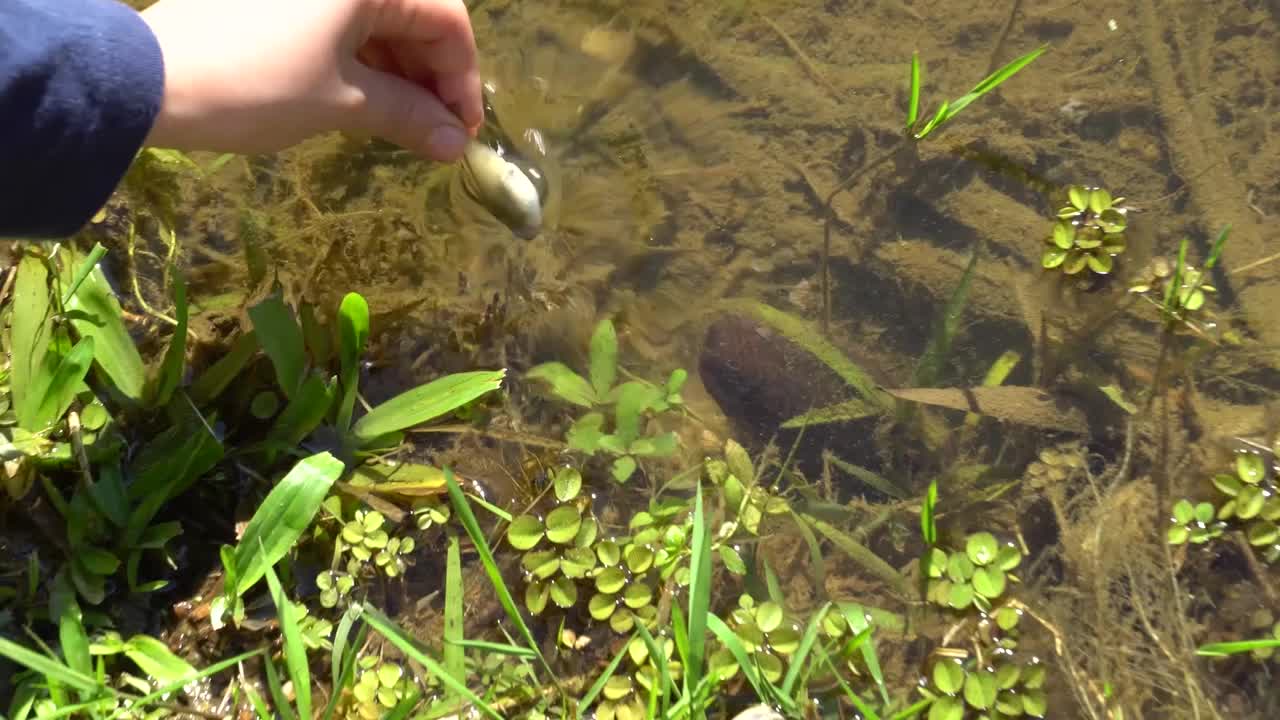 蚌，淡水鱼，在嘴里接受食物视频素材