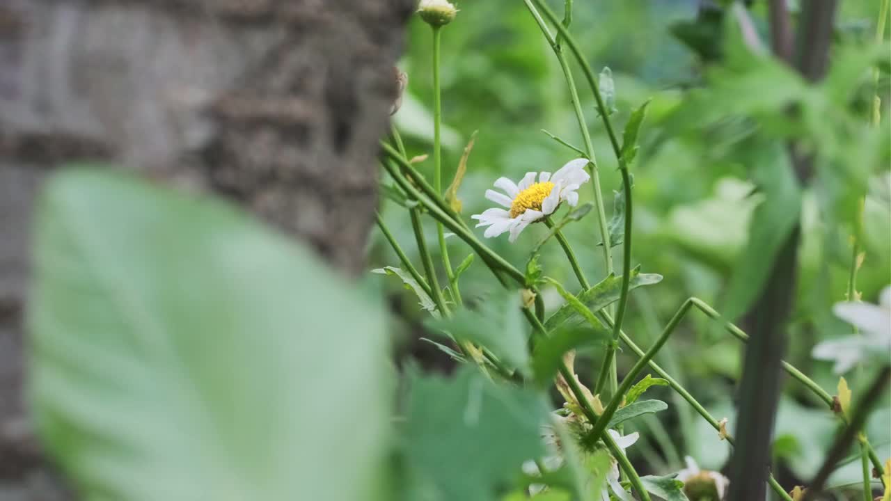 一朵雏菊开在郁郁葱葱的草地上视频素材