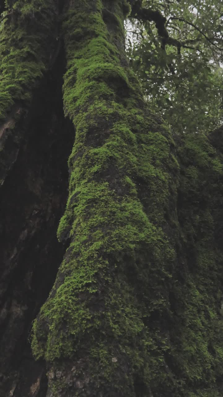 树干上的苔藓详图视频素材