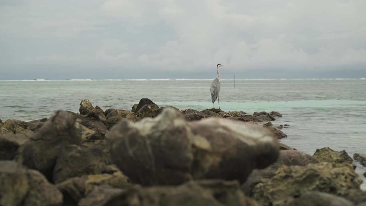 一只孤独的海鸟栖息在海岸附近的岩石上。傍晚的乌云是背景。马尔代夫视频素材