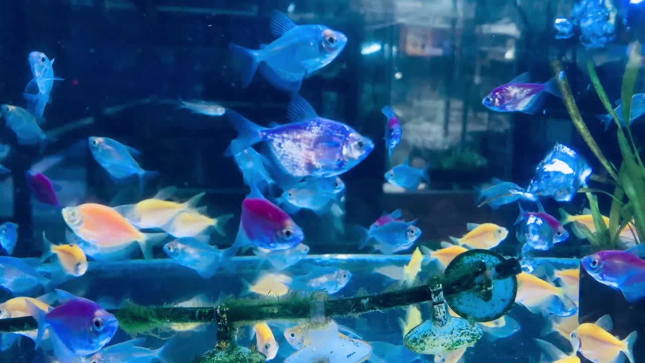 五颜六色的鱼在水族馆里游泳视频下载