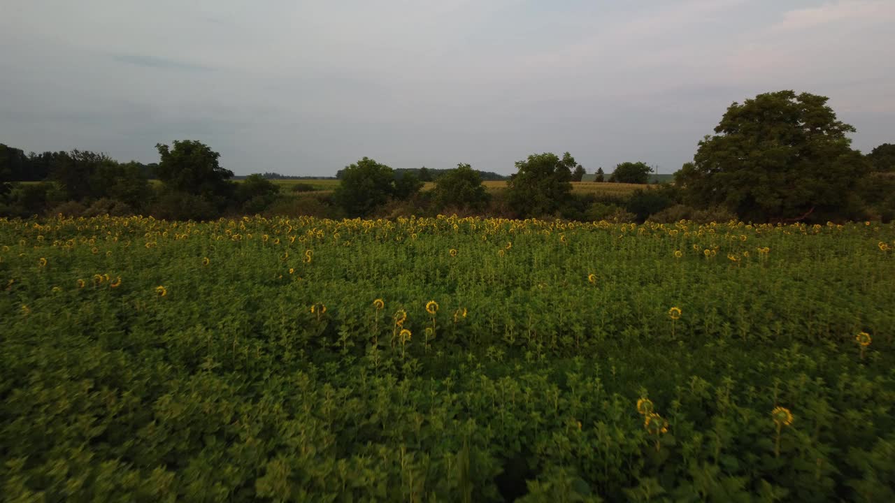 无人机拍摄的加拿大安大略省向日葵地里的日落视频下载