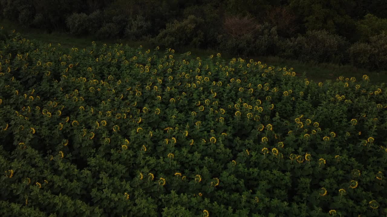 无人机拍摄的日落时分加拿大安大略省向日葵田视频下载