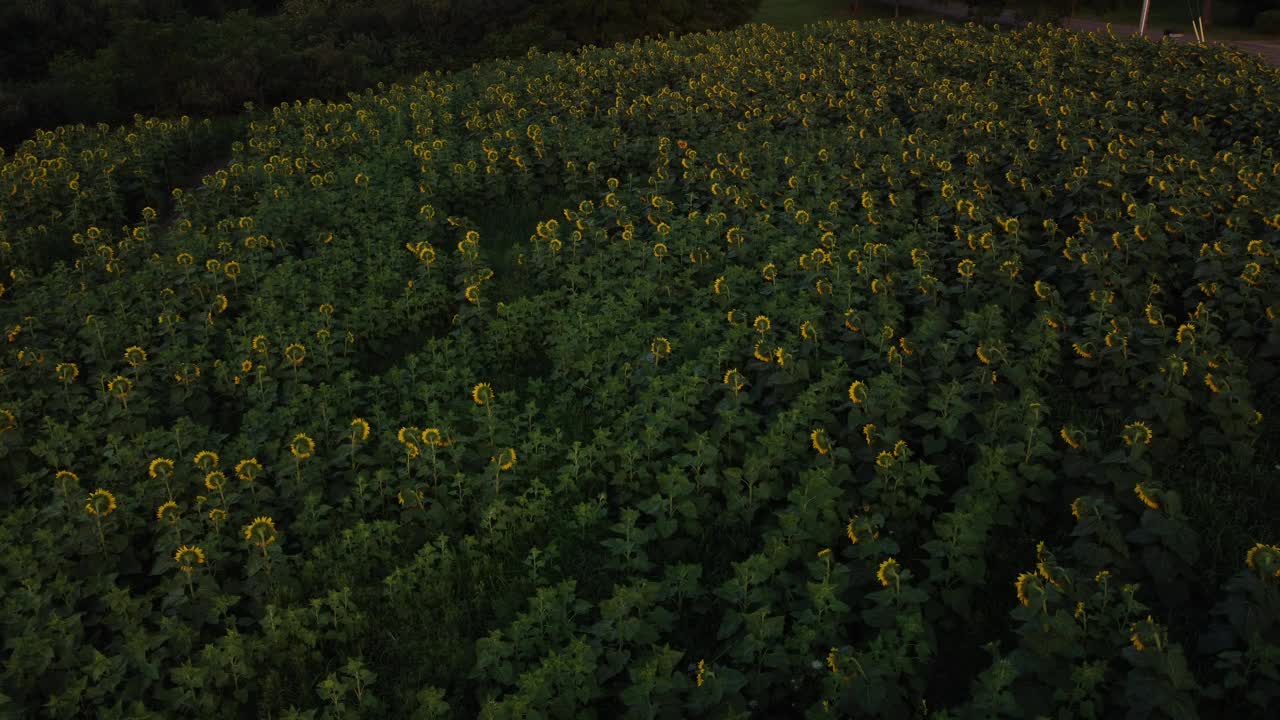 无人机拍摄的日落时分加拿大安大略省向日葵田视频下载