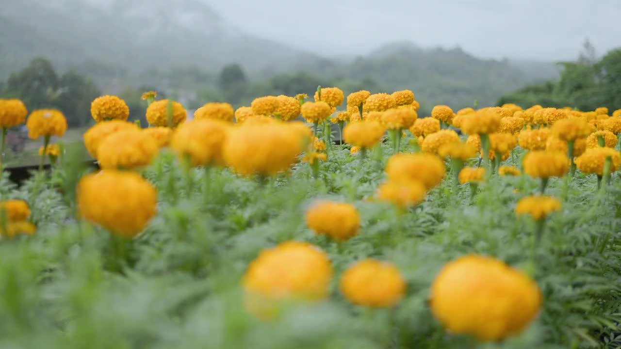 雨中的万寿菊。视频下载