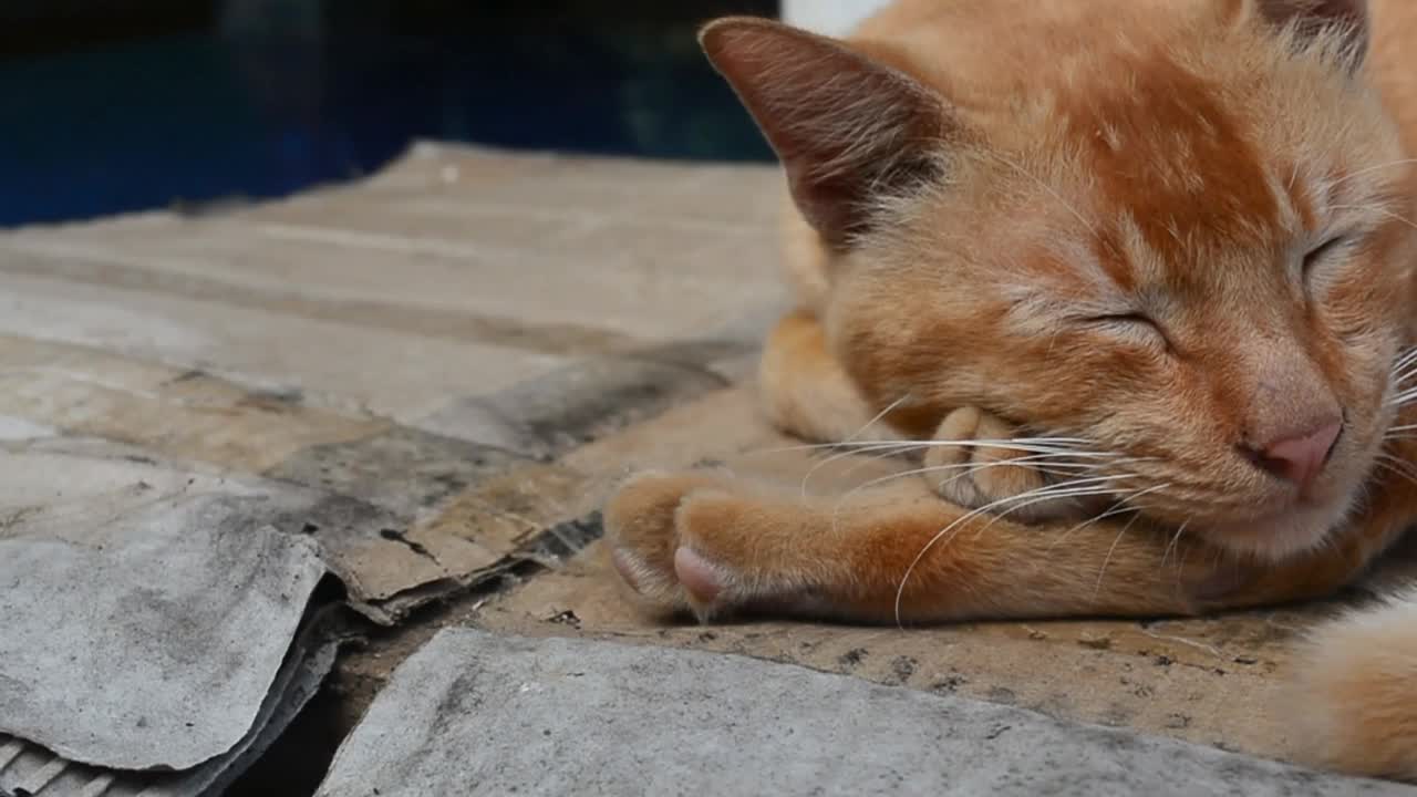 一只黄脸的猫正坐在白色的背景上。这只猫有一个非常可爱和友好的表情视频下载