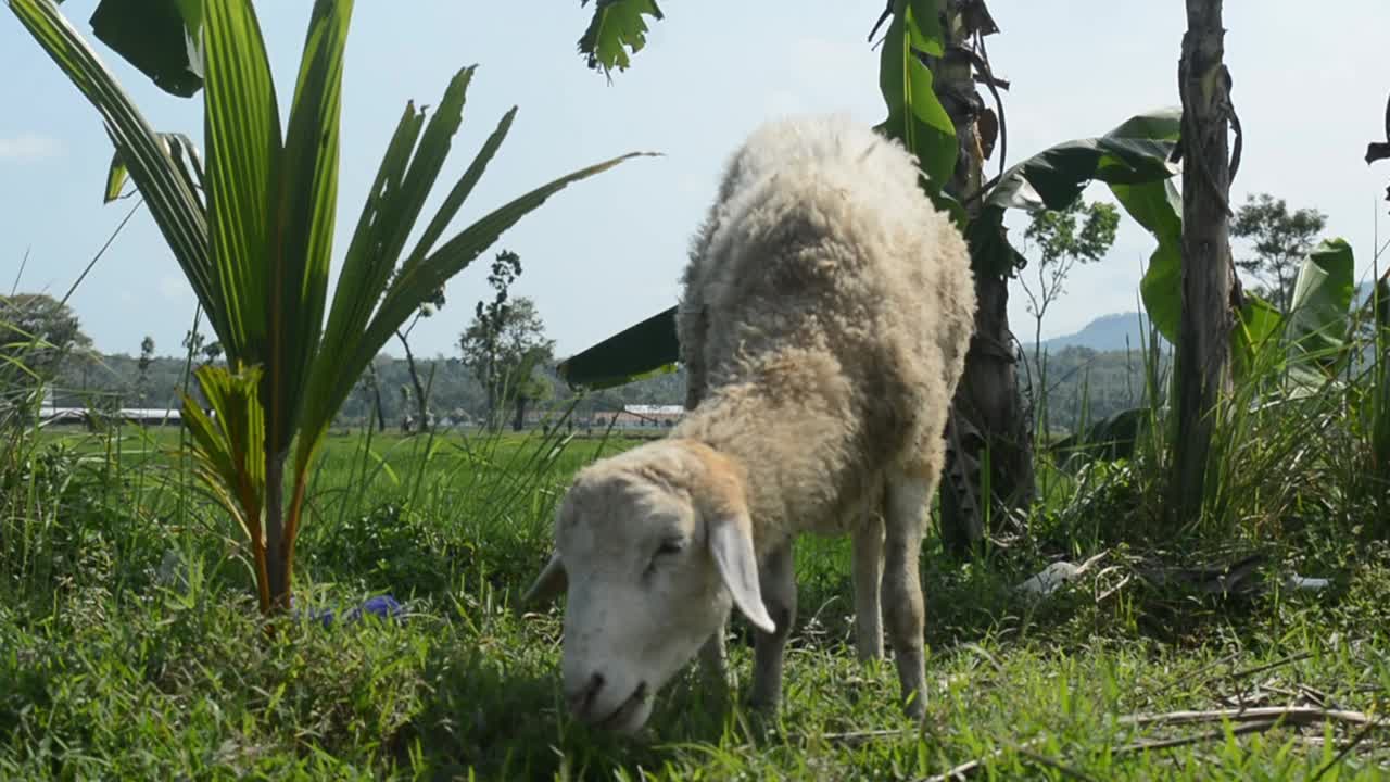 羊在草地上寻找食物视频素材