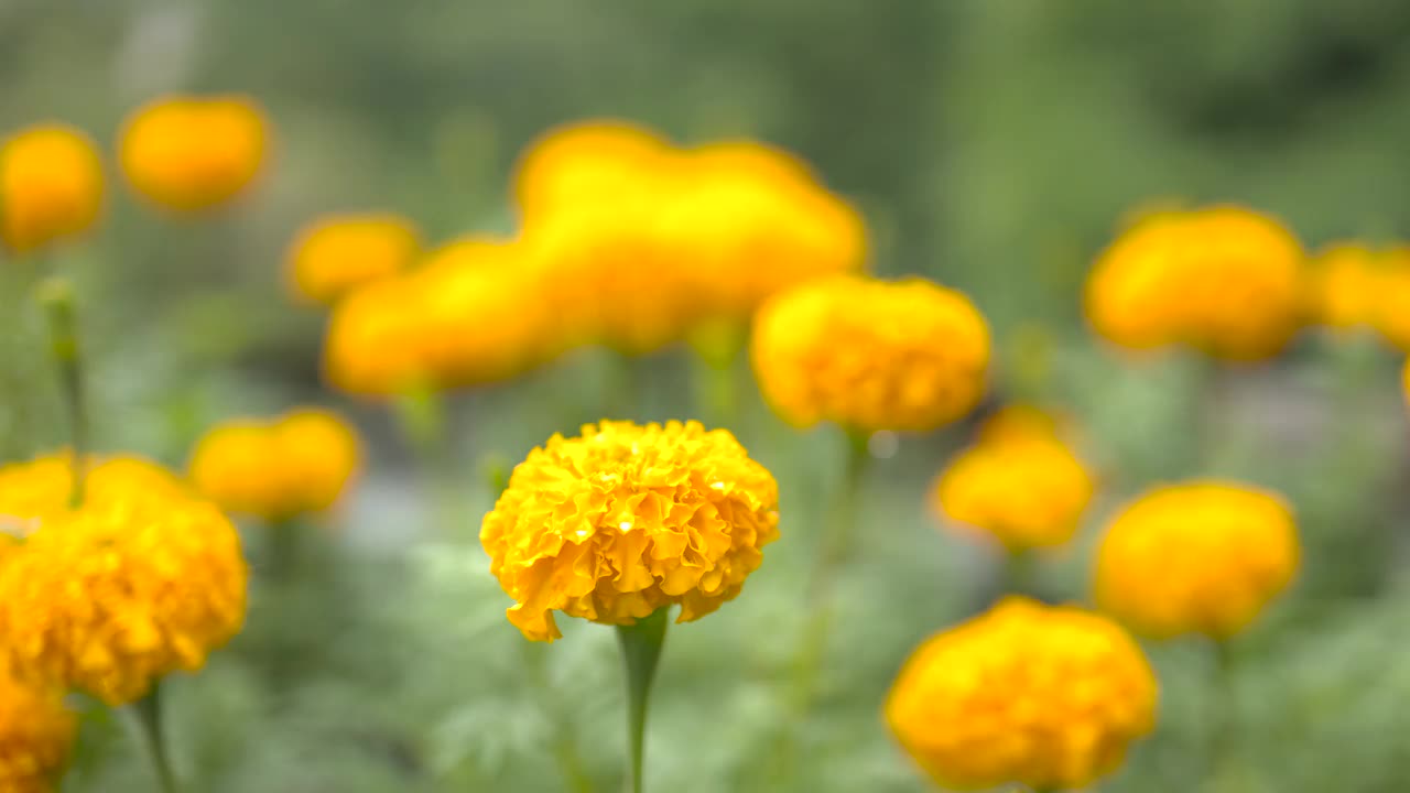 雨中的万寿菊。视频素材