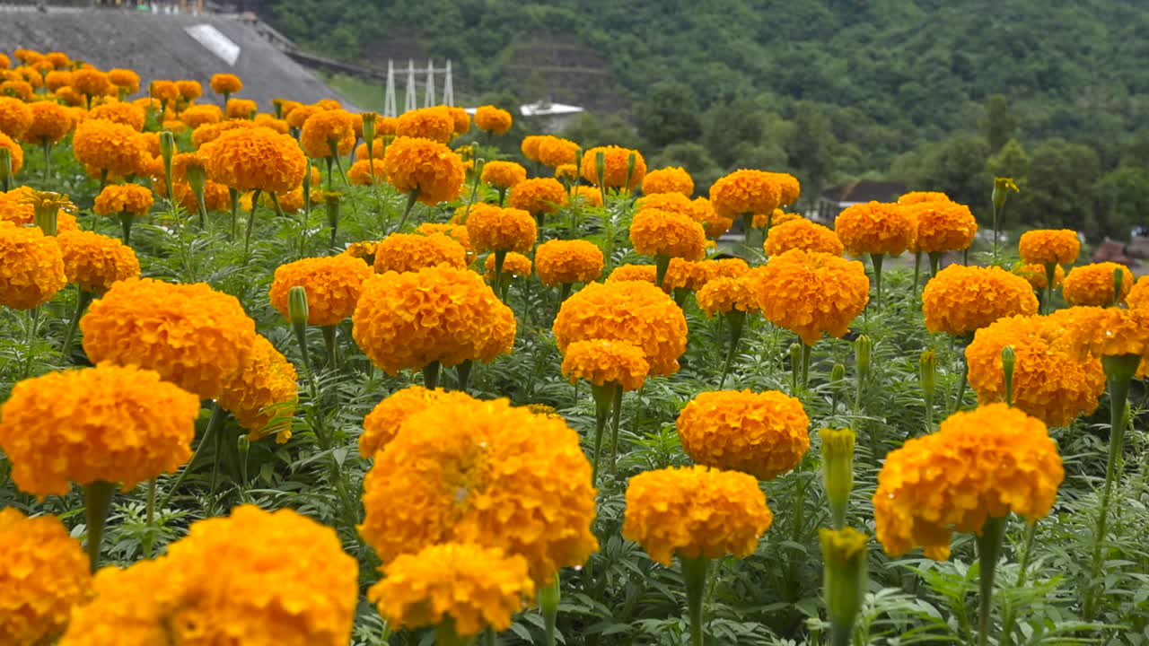 雨中的万寿菊。缓慢的运动。视频素材