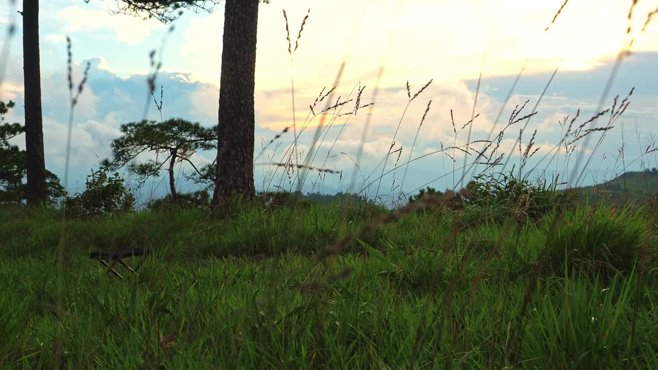 亚洲人坐在高高的草丛中，享受宁静的日落。宁静的风景捕捉了自然的本质和宁静的孤独，放松的时刻和与环境的联系。视频下载