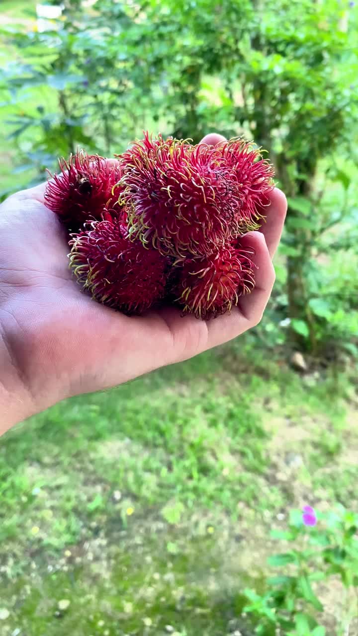 热带亚洲水果红毛丹手持绿色背景视频下载