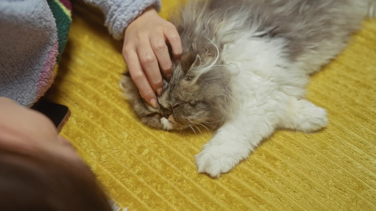 在舒适的卧室里，一名女子在黄色的床上抚摸着一只毛茸茸的猫，捕捉了室内温情的瞬间。视频素材