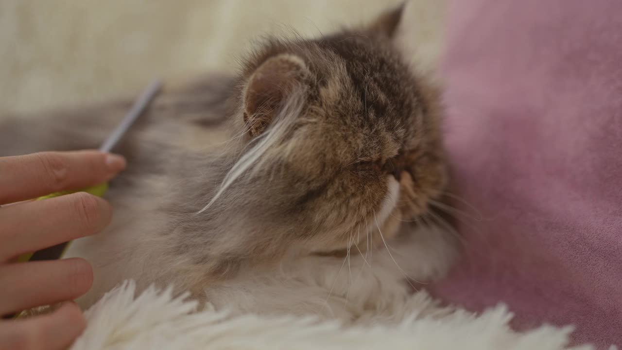 一个女人在舒适的室内抚摸着一只波斯猫，客厅里铺着蓬松的白色地毯和粉红色的垫子。视频素材