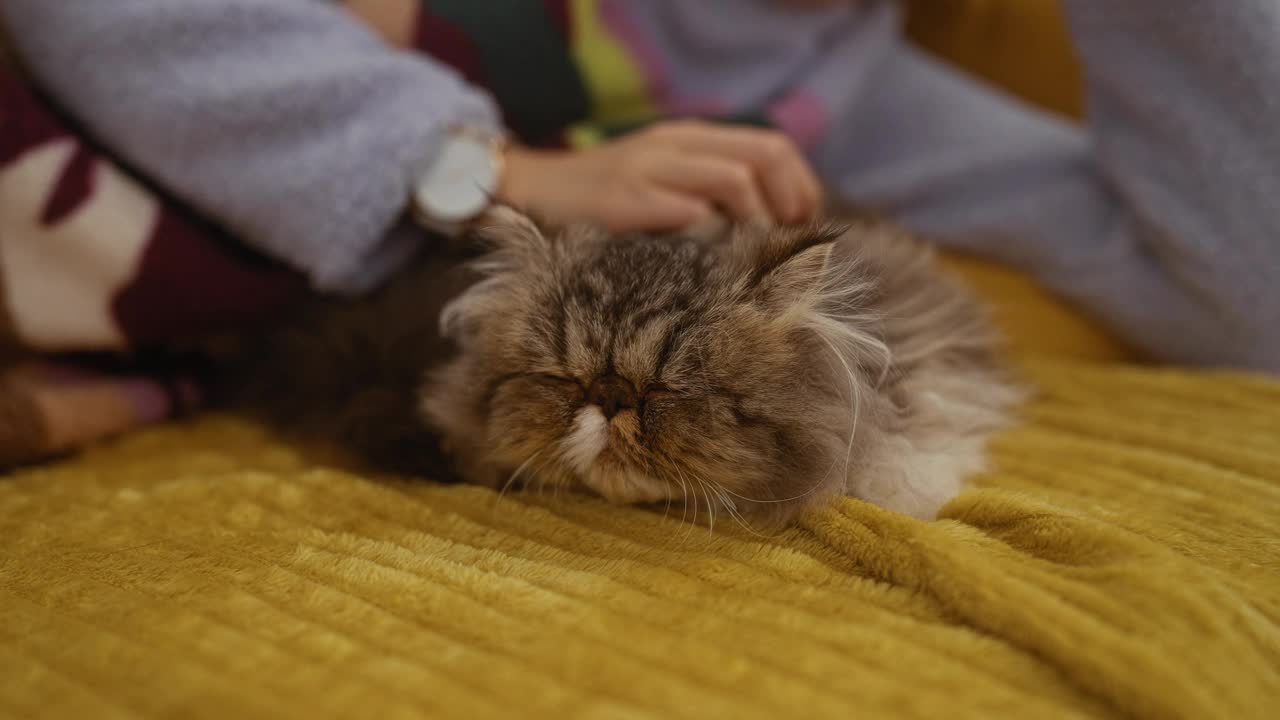 在一间舒适的卧室里，一位妇女轻轻地抚摸着躺在黄色床罩上熟睡的波斯猫。视频素材