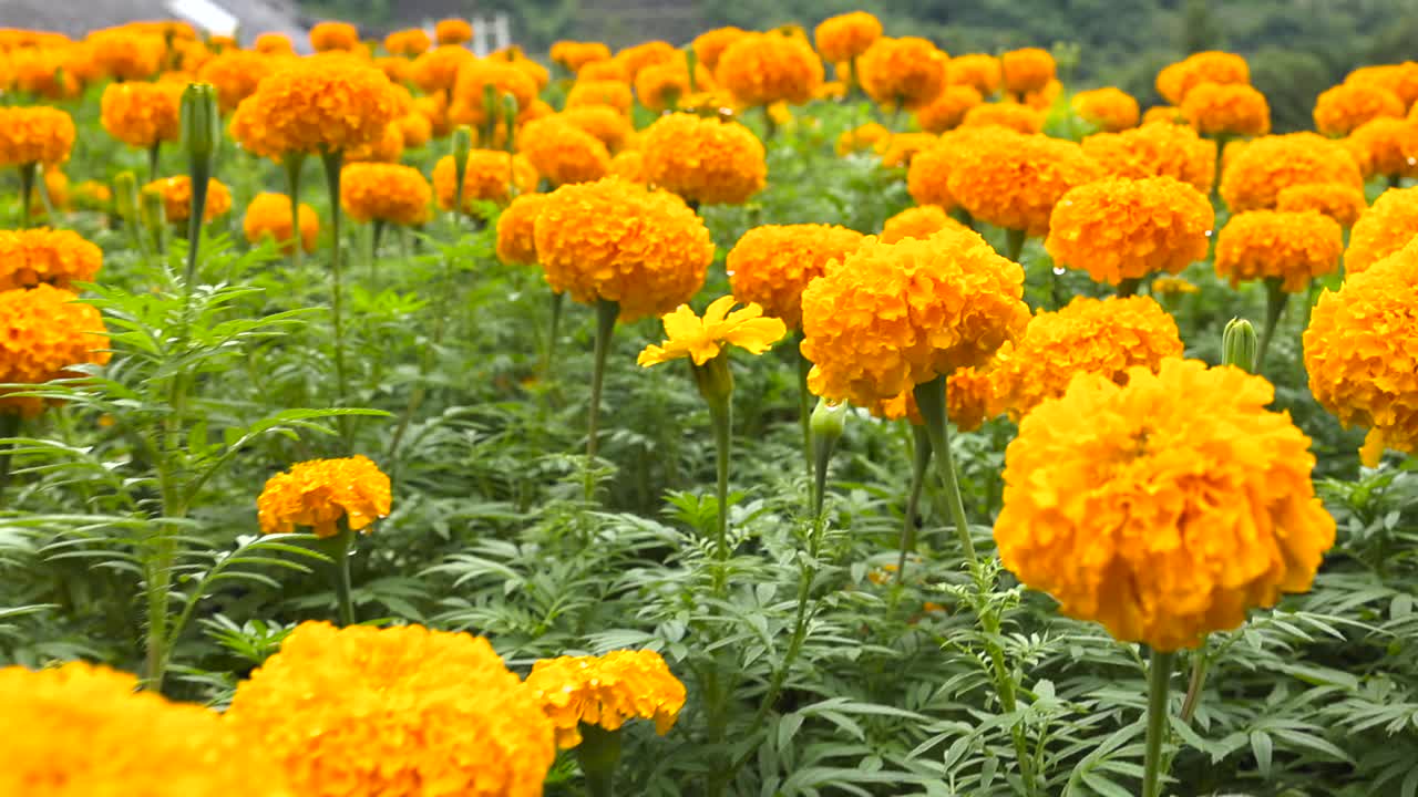 雨中的万寿菊。缓慢的运动。视频素材