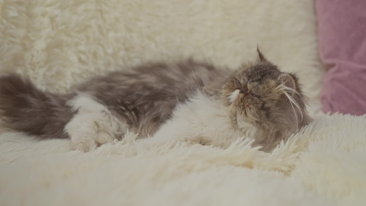 一个年轻的中国女人在舒适的客厅里亲吻一只毛茸茸的波斯猫，在一个亲密的家庭环境中展示温暖、亲情和舒适。视频素材