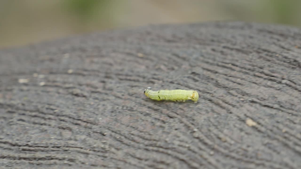 热带森林中蠕虫运动的微距镜头视频素材