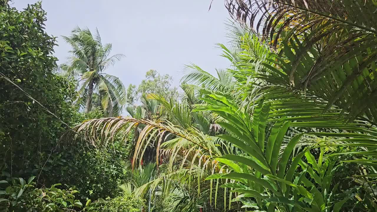 清晨，在越南湄公河三角洲永隆省Mang Thit区的村庄里，4k平移拍摄的狭窄街道。视频下载