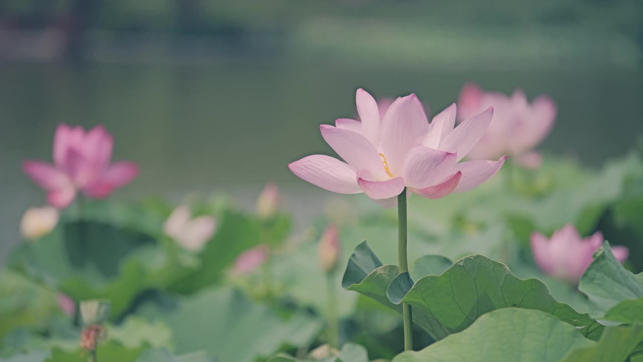 荷花随风摇曳视频素材