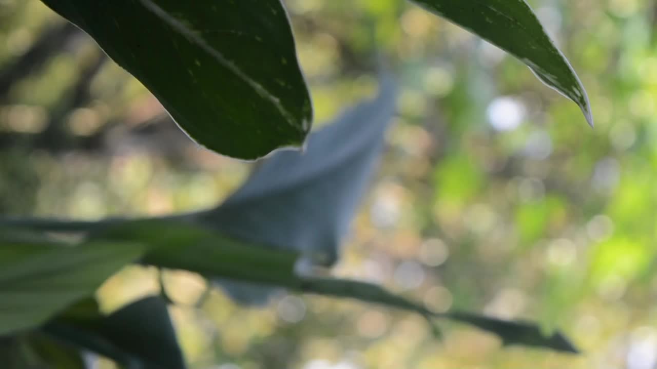 前院植物布置有各种观赏植物视频下载