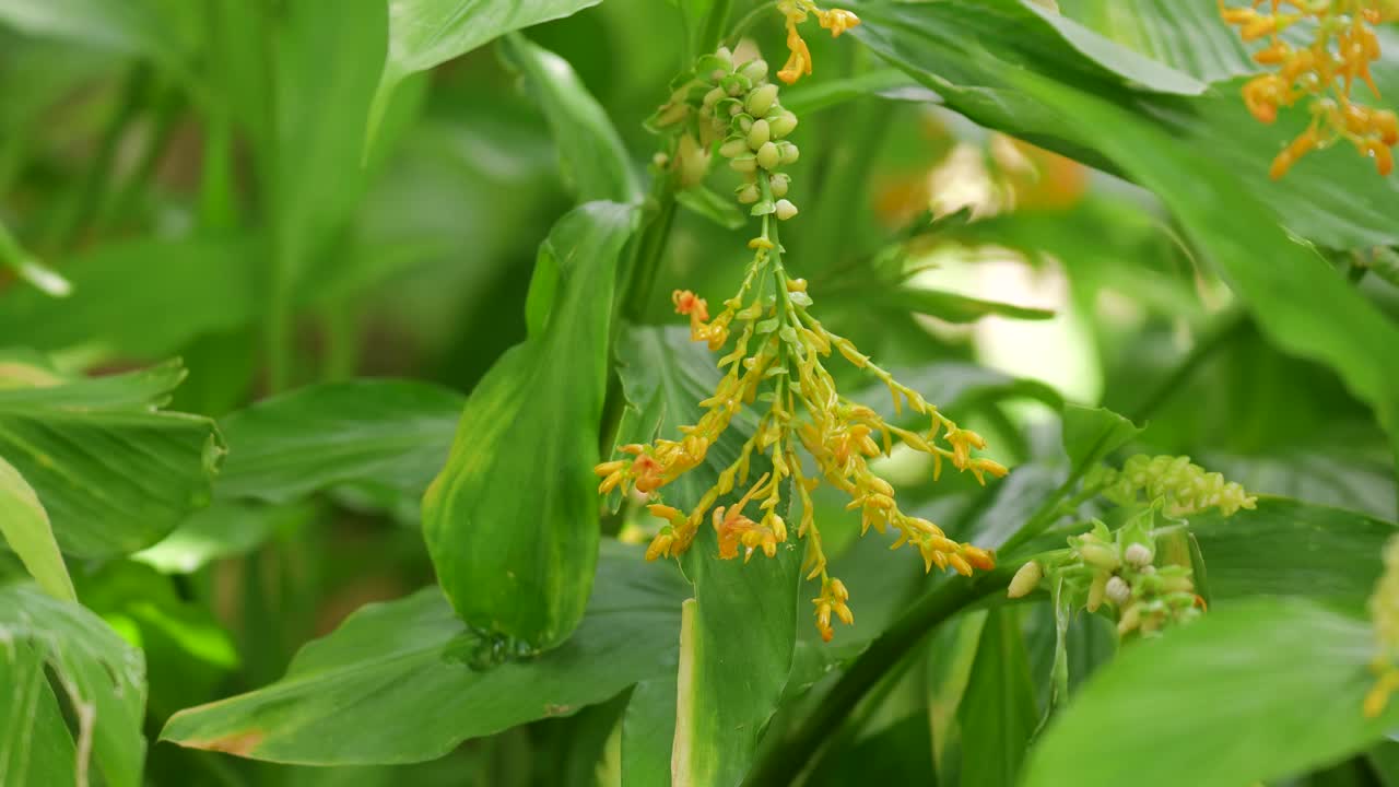 五颜六色的黄色野姜花。视频素材