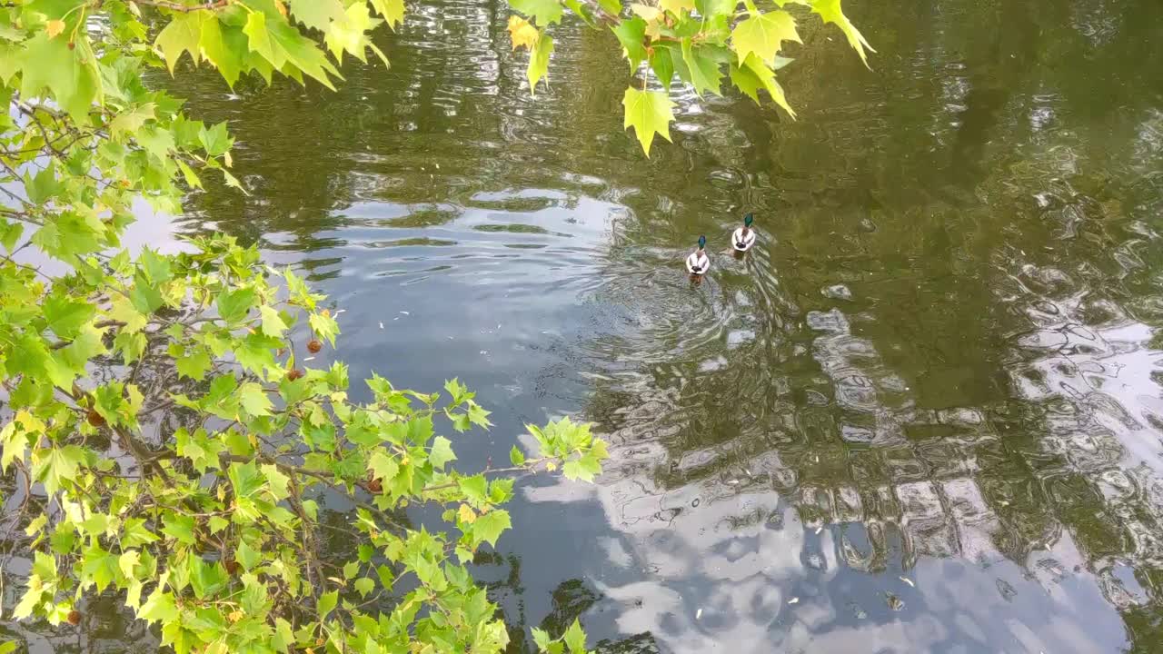 宁静的夏天湖景与鸭子和绿叶反映在水-自然股票照片海报和日历视频下载