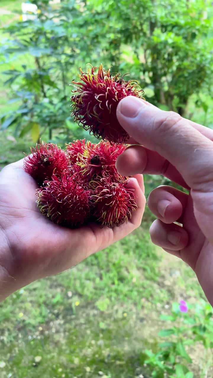 热带亚洲水果红毛丹手持绿色背景视频下载